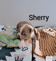 Sherry CKC, a female Boston Terrier for sale in Jurupa Valley, CA – 4 of 7