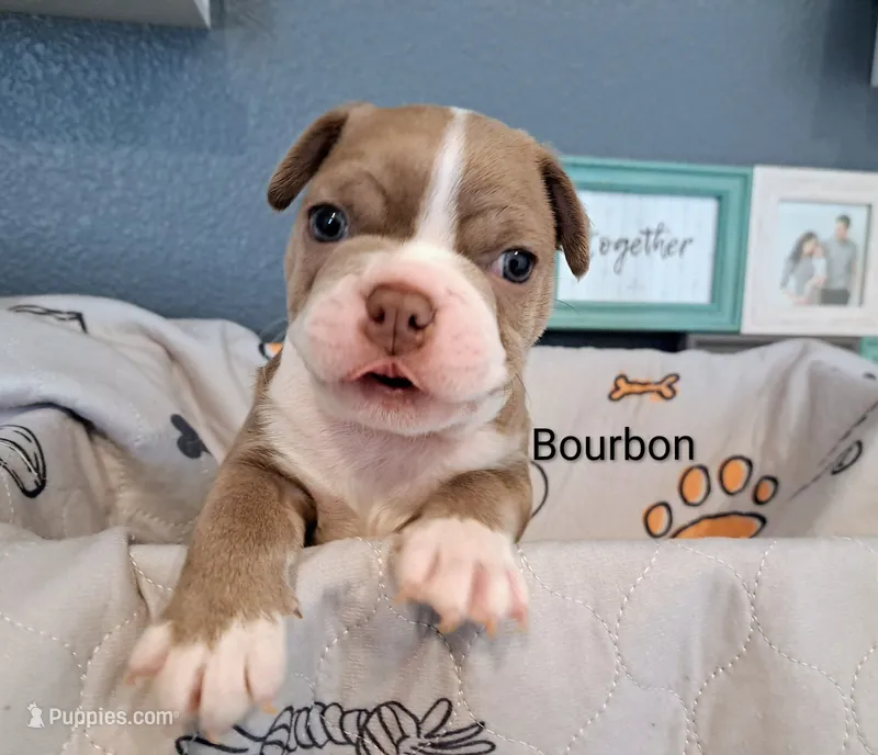 Bourbon CKC – Boston Terrier puppy for sale in Jurupa Valley, CA