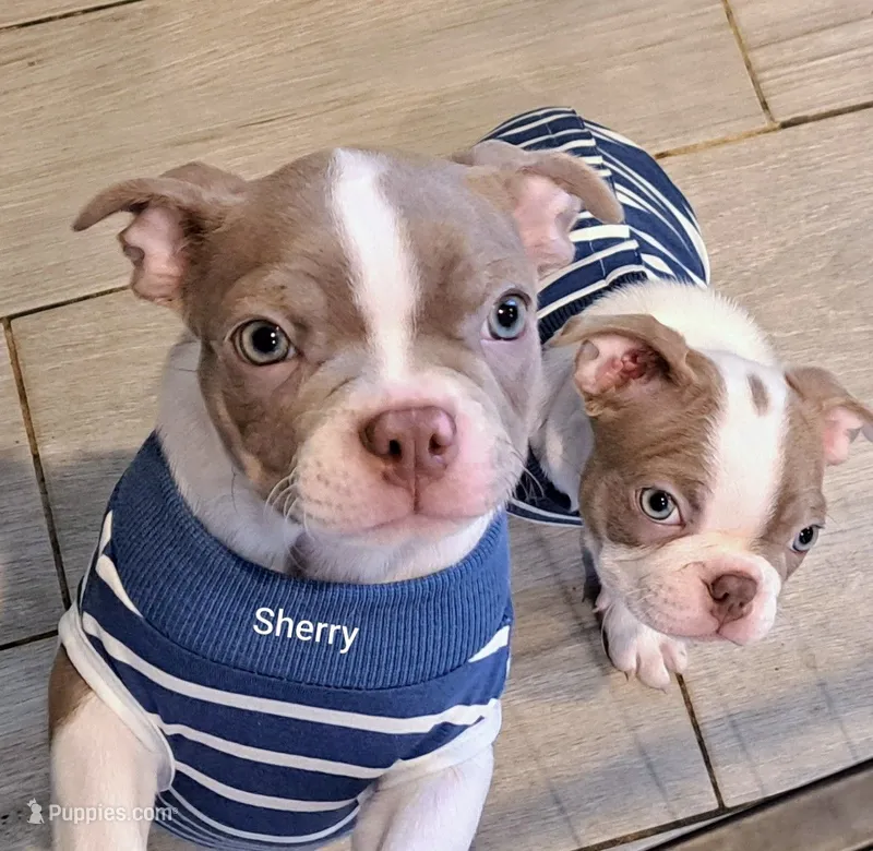 Sherry CKC – Boston Terrier puppy for sale in Jurupa Valley, CA