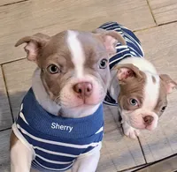 Sherry CKC, a female Boston Terrier for sale in Jurupa Valley, CA – 1 of 10