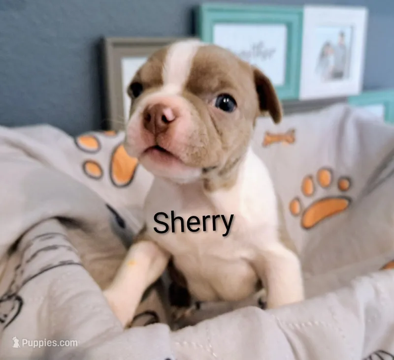 Sherry CKC – Boston Terrier puppy for sale in Jurupa Valley, CA
