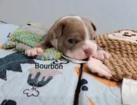 Bourbon CKC, a male Boston Terrier for sale in Jurupa Valley, CA – 2 of 6