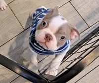 Moonshine CKC, a female Boston Terrier for sale in Jurupa Valley, CA – 1 of 10