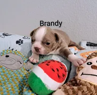 Brandy CKC, a female Boston Terrier for sale in Jurupa Valley, CA – 2 of 7