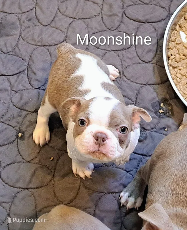 Moonshine CKC – Boston Terrier puppy for sale in Jurupa Valley, CA
