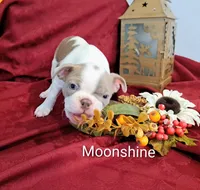 Moonshine CKC, a female Boston Terrier for sale in Jurupa Valley, CA – 8 of 10