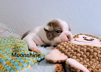 Moonshine CKC, a female Boston Terrier for sale in Jurupa Valley, CA – 3 of 7