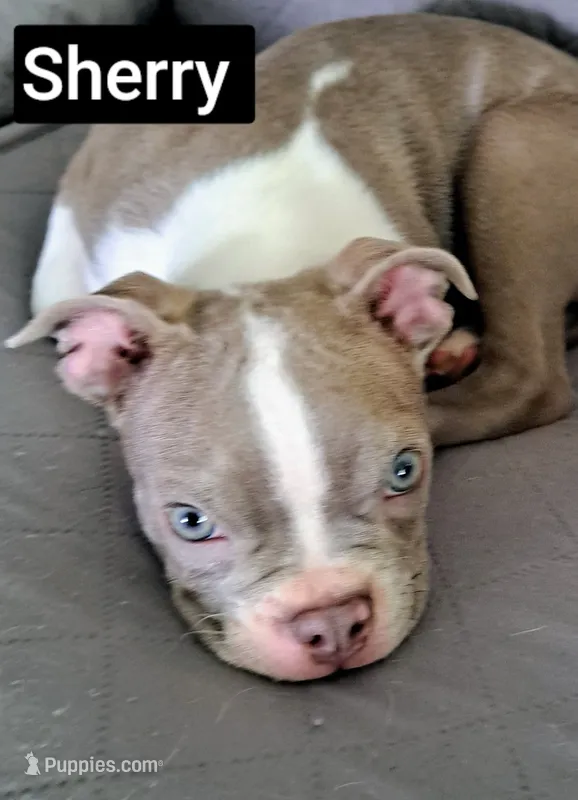 Sherry CKC – Boston Terrier puppy for sale in Jurupa Valley, CA