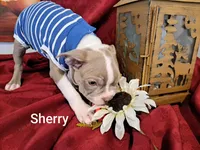 Sherry CKC, a female Boston Terrier for sale in Jurupa Valley, CA – 2 of 10