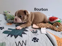Bourbon CKC, a male Boston Terrier for sale in Jurupa Valley, CA – 3 of 6