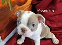 Moonshine CKC, a female Boston Terrier for sale in Jurupa Valley, CA – 6 of 10