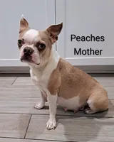 Moonshine CKC, a female Boston Terrier for sale in Jurupa Valley, CA – 6 of 7