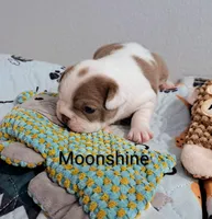 Moonshine CKC, a female Boston Terrier for sale in Jurupa Valley, CA – 2 of 7