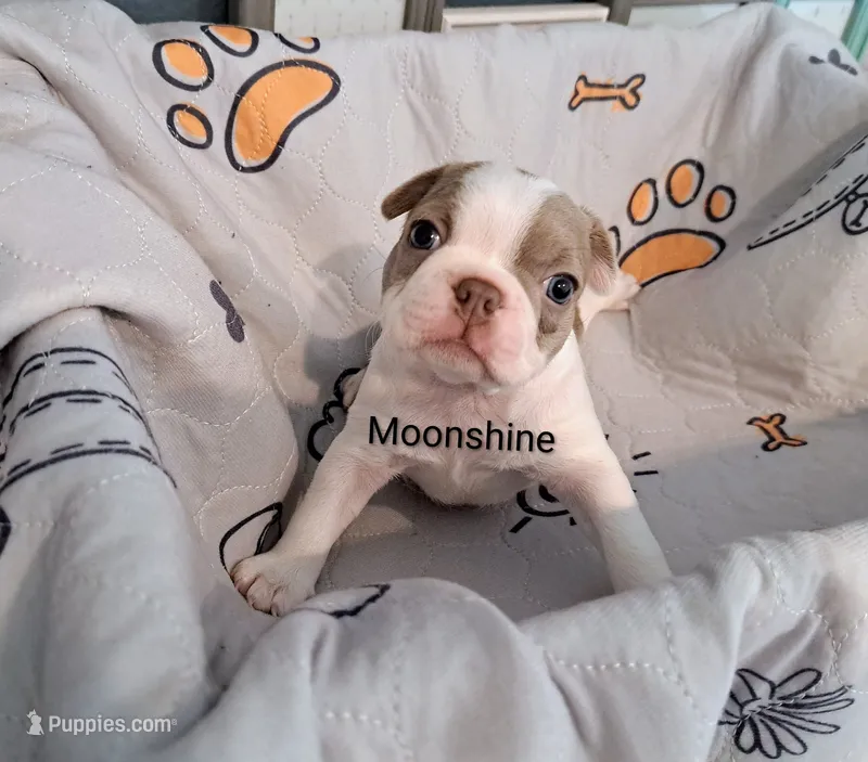 Moonshine CKC – Boston Terrier puppy for sale in Jurupa Valley, CA