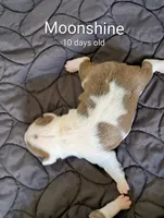 Moonshine CKC, a female Boston Terrier for sale in Jurupa Valley, CA – 5 of 7