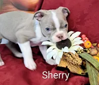 Sherry CKC, a female Boston Terrier for sale in Jurupa Valley, CA – 6 of 10