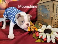 Moonshine CKC, a female Boston Terrier for sale in Jurupa Valley, CA – 3 of 10