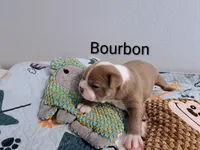 Bourbon CKC, a male Boston Terrier for sale in Jurupa Valley, CA – 4 of 6