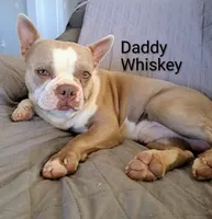 Moonshine CKC, a female Boston Terrier for sale in Jurupa Valley, CA – 7 of 7