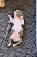 Brandy CKC, a female Boston Terrier for sale in Jurupa Valley, CA – 5 of 7