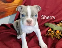 Sherry CKC, a female Boston Terrier for sale in Jurupa Valley, CA – 5 of 10