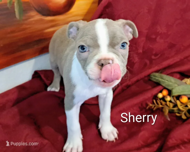 Sherry CKC – Boston Terrier puppy for sale in Jurupa Valley, CA