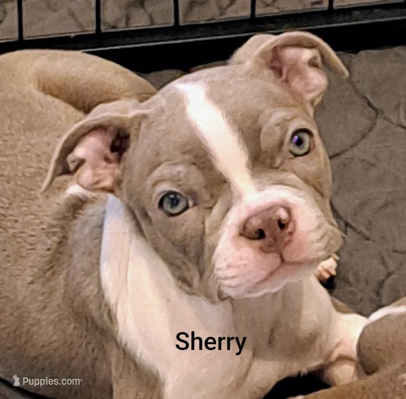 Sherry CKC – Boston Terrier puppy for sale in Jurupa Valley, CA