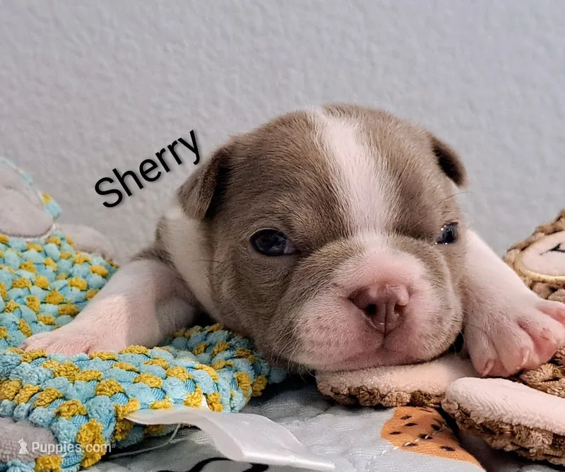 Sherry CKC – Boston Terrier puppy for sale in Jurupa Valley, CA