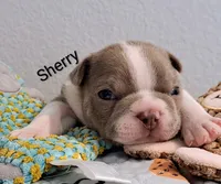Sherry CKC, a female Boston Terrier for sale in Jurupa Valley, CA – 1 of 7