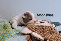Moonshine CKC, a female Boston Terrier for sale in Jurupa Valley, CA – 4 of 7