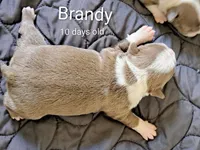 Brandy CKC, a female Boston Terrier for sale in Jurupa Valley, CA – 4 of 7
