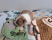 Sherry CKC, a female Boston Terrier for sale in Jurupa Valley, CA – 3 of 7