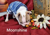 Moonshine CKC, a female Boston Terrier for sale in Jurupa Valley, CA – 4 of 10