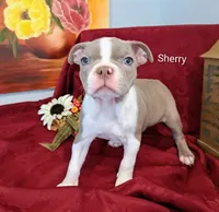 Sherry CKC, a female Boston Terrier for sale in Jurupa Valley, CA – 7 of 10
