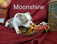 Moonshine CKC, a female Boston Terrier for sale in Jurupa Valley, CA – 7 of 10
