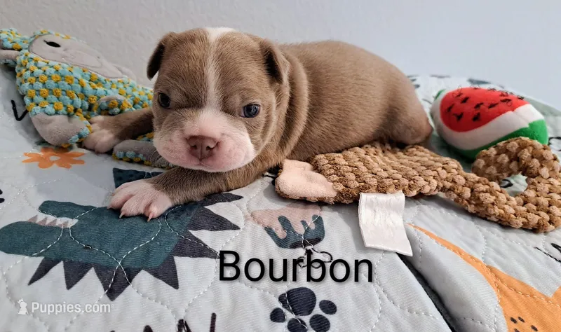 Bourbon CKC – Boston Terrier puppy for sale in Jurupa Valley, CA