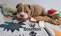 Bourbon CKC, a male Boston Terrier for sale in Jurupa Valley, CA – 1 of 6