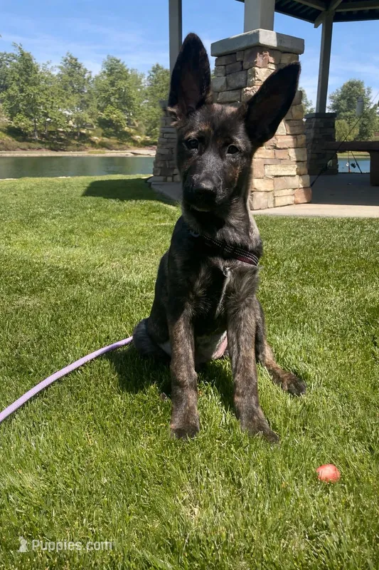 Whiskey  – German Shepherd Dog puppy for sale in Beaumont, CA