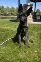Whiskey , a female German Shepherd Dog for sale in Beaumont, CA – Photo 1 of 4