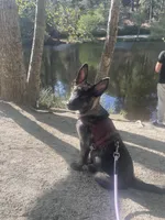 Whiskey , a female German Shepherd Dog for sale in Beaumont, CA – Photo 2 of 4