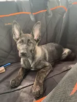 Whiskey , a female German Shepherd Dog for sale in Beaumont, CA – Photo 4 of 4