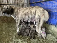 processed/71db262a-c543-45fa-bcfc-563c804dee44/facility/35fabf78-629c-48f3-bd7a-2bf2f9e544d4