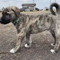 Apollo, a male Anatolian Shepherd Dog for sale in Robstown, TX – Photo 2 of 10