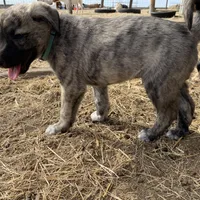 Apollo, a male Anatolian Shepherd Dog for sale in Robstown, TX – Photo 10 of 10