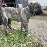 Apollo, a male Anatolian Shepherd Dog for sale in Robstown, TX – Photo 7 of 10