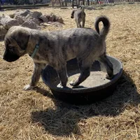 Apollo, a male Anatolian Shepherd Dog for sale in Robstown, TX – Photo 8 of 10