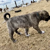 Apollo, a male Anatolian Shepherd Dog for sale in Robstown, TX – Photo 9 of 10