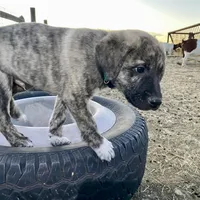 Apollo, a male Anatolian Shepherd Dog for sale in Robstown, TX – Photo 5 of 10