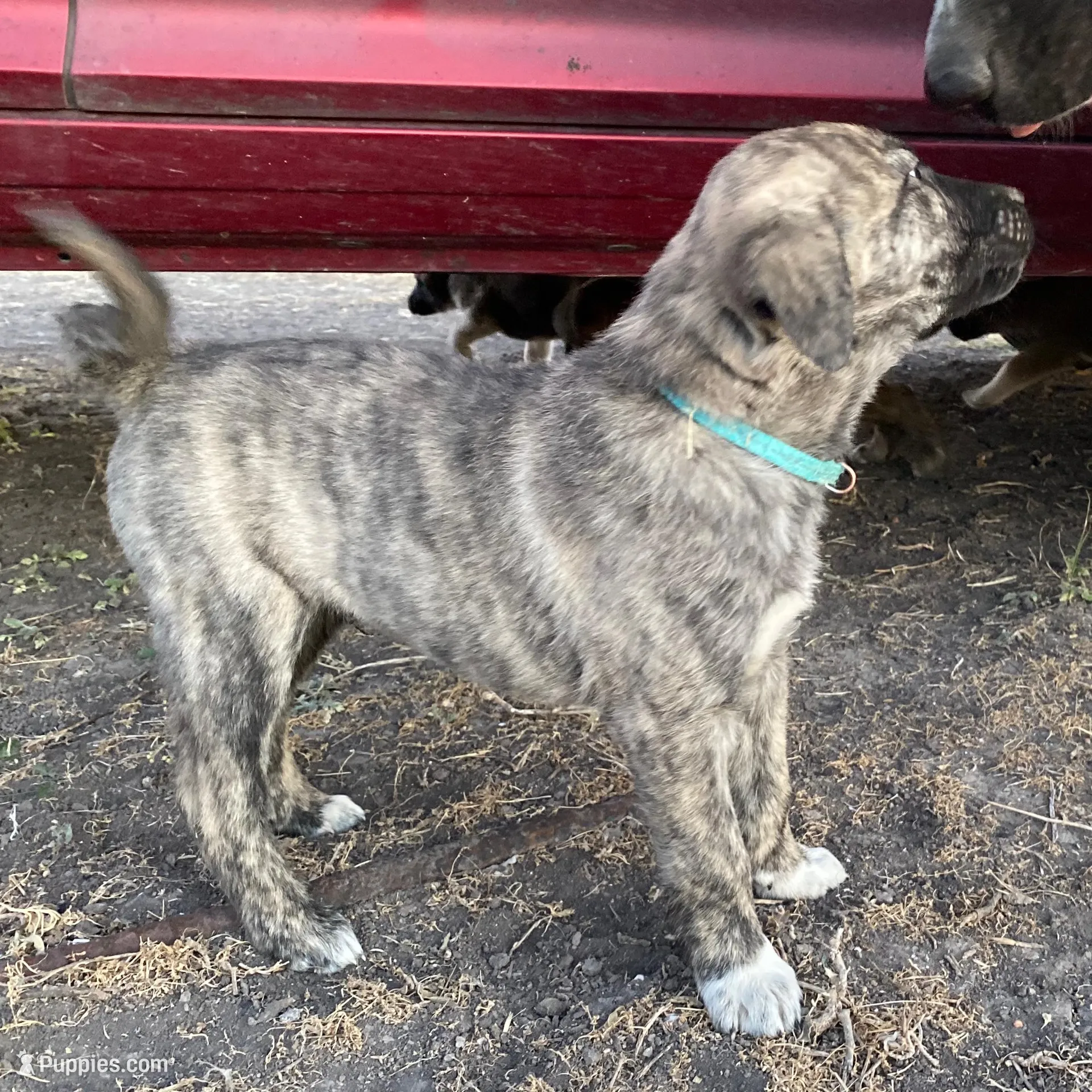 Apollo, a male Anatolian Shepherd Dog for sale in Robstown, TX – Photo 4 of 10