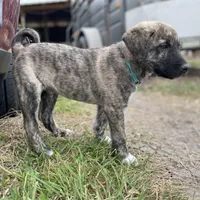 Apollo, a male Anatolian Shepherd Dog for sale in Robstown, TX – Photo 3 of 10